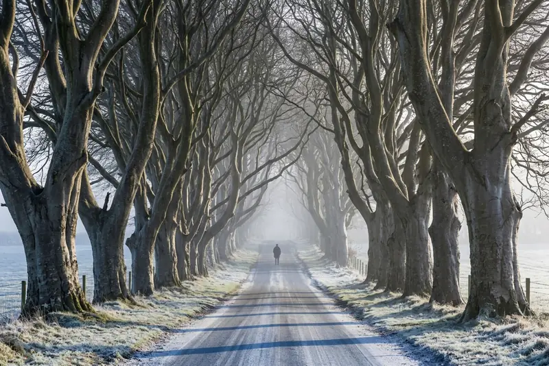 The Dark Hedges on a frosty morning, bare beeches arching over Bregagh Road in mist