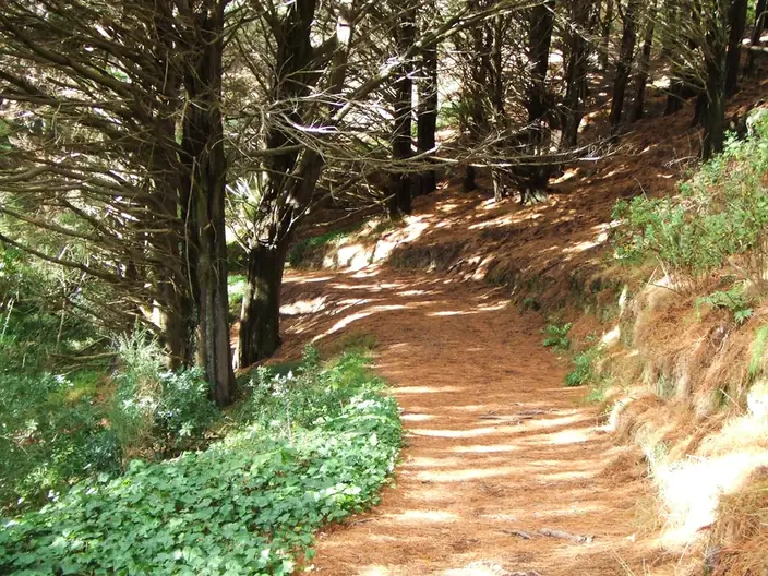 A pine-needle walking track under tall trees in Mount Victoria Park, Wellington